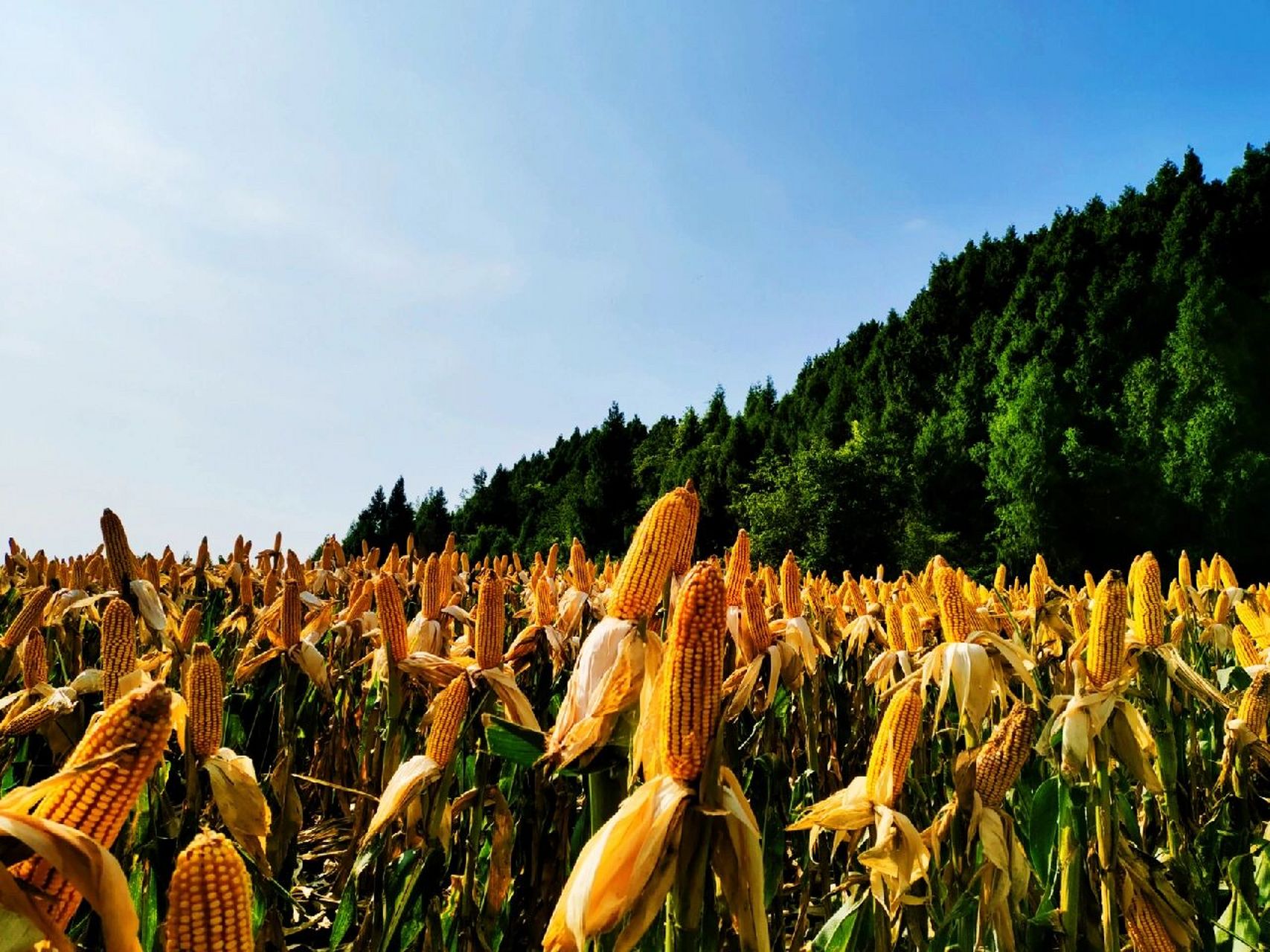 又到玉米丰收时 阳光普照大地,这又是一个丰收的季节.