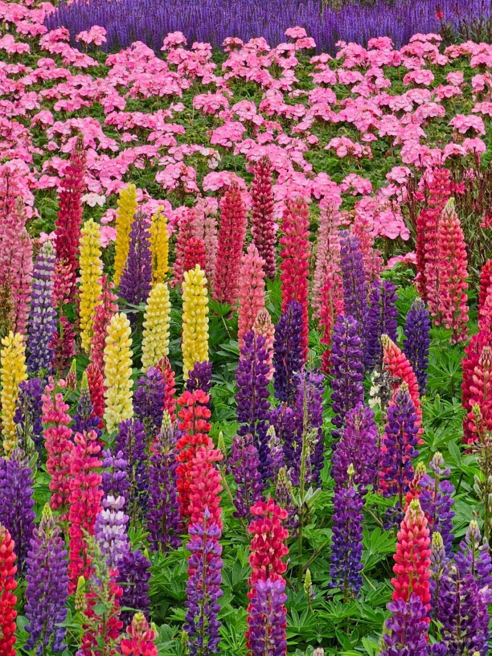 26北京海淀公园鲁冰花实况 紧急通知,北京海淀公园的鲁冰花已经盛开