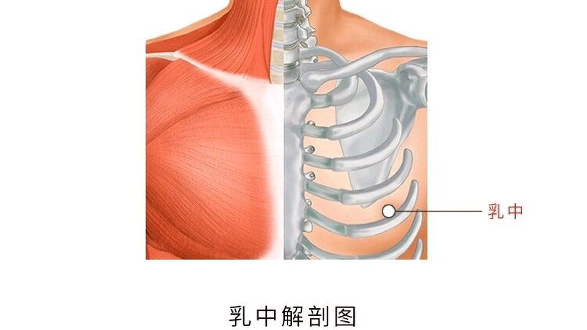 胸口中间位置图片图片