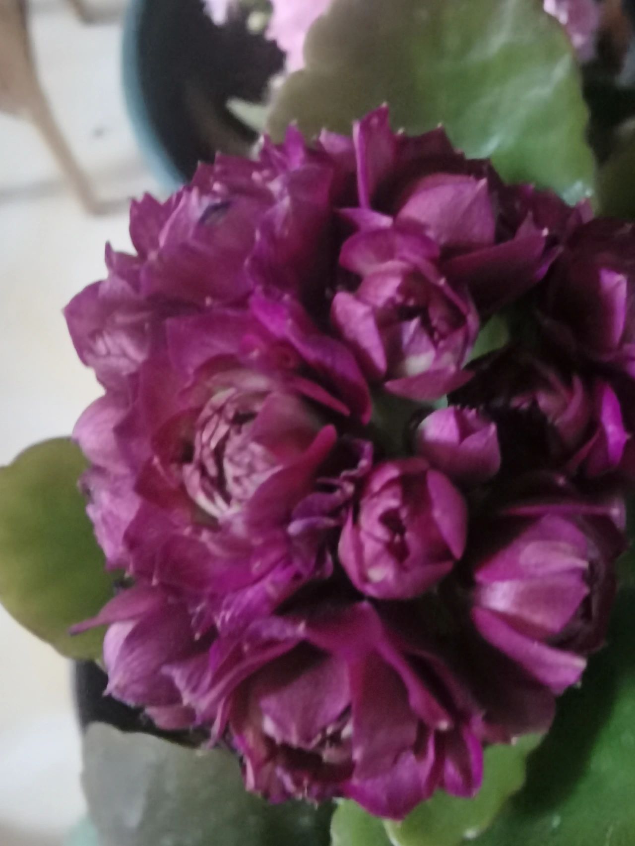 集齐四种紫色长寿花 紫水晶,超大花紫,不知名紫,紫珍珠长寿花 我的养