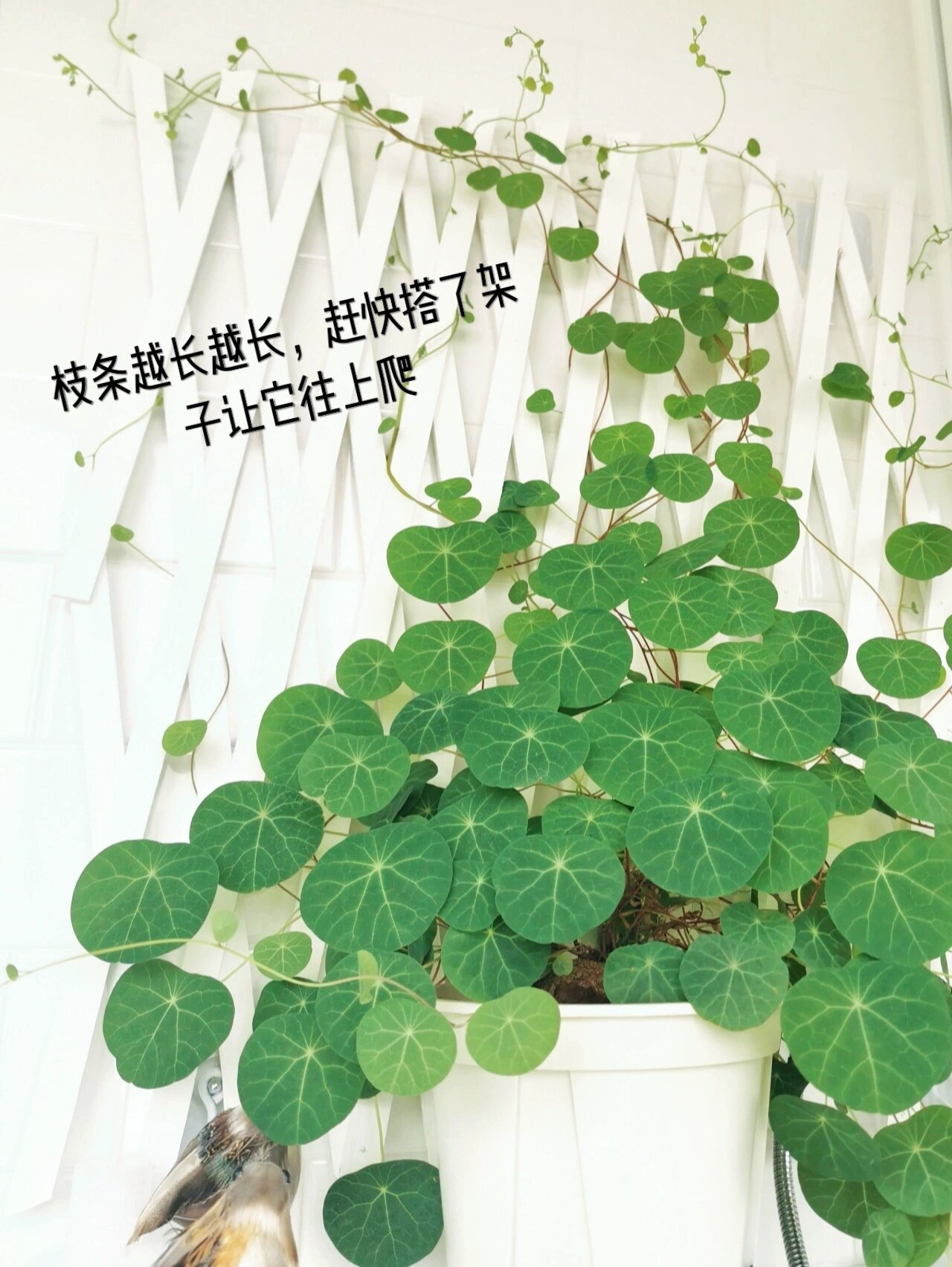 爬墙好手山乌龟