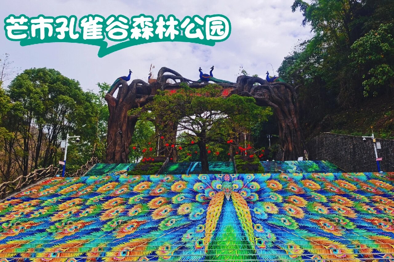 芒市·孔雀谷森林公园 门票:现场价68,网价65… 观光车:全程30,没有