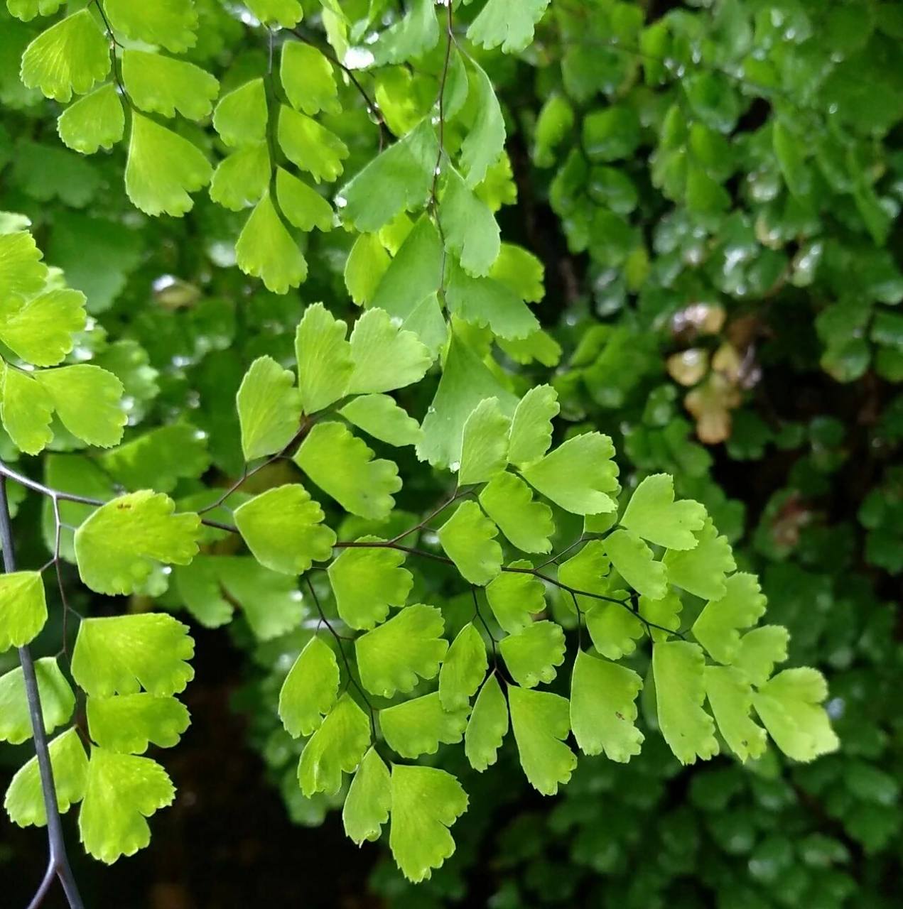 的种植养护及注意事项 铁线蕨是铁线蕨科铁线蕨属多年生常绿草本植物