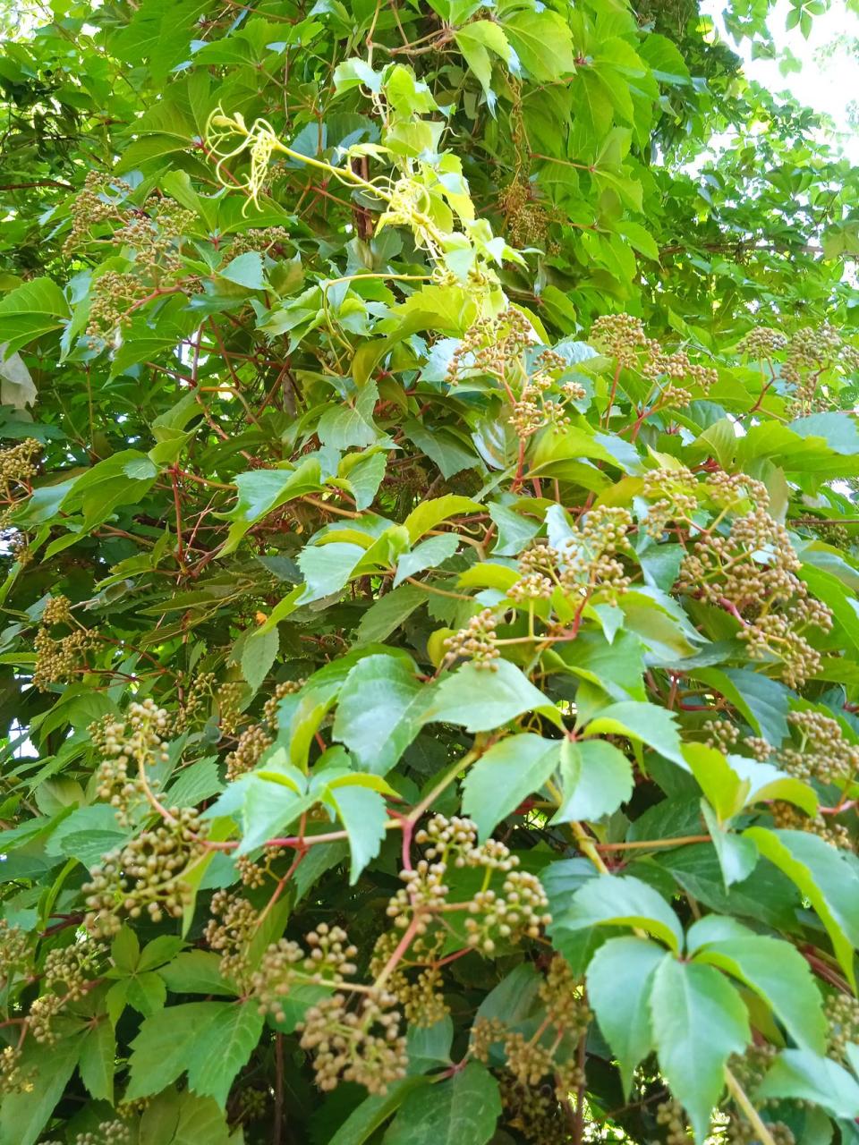 爬山虎会开花吗图片