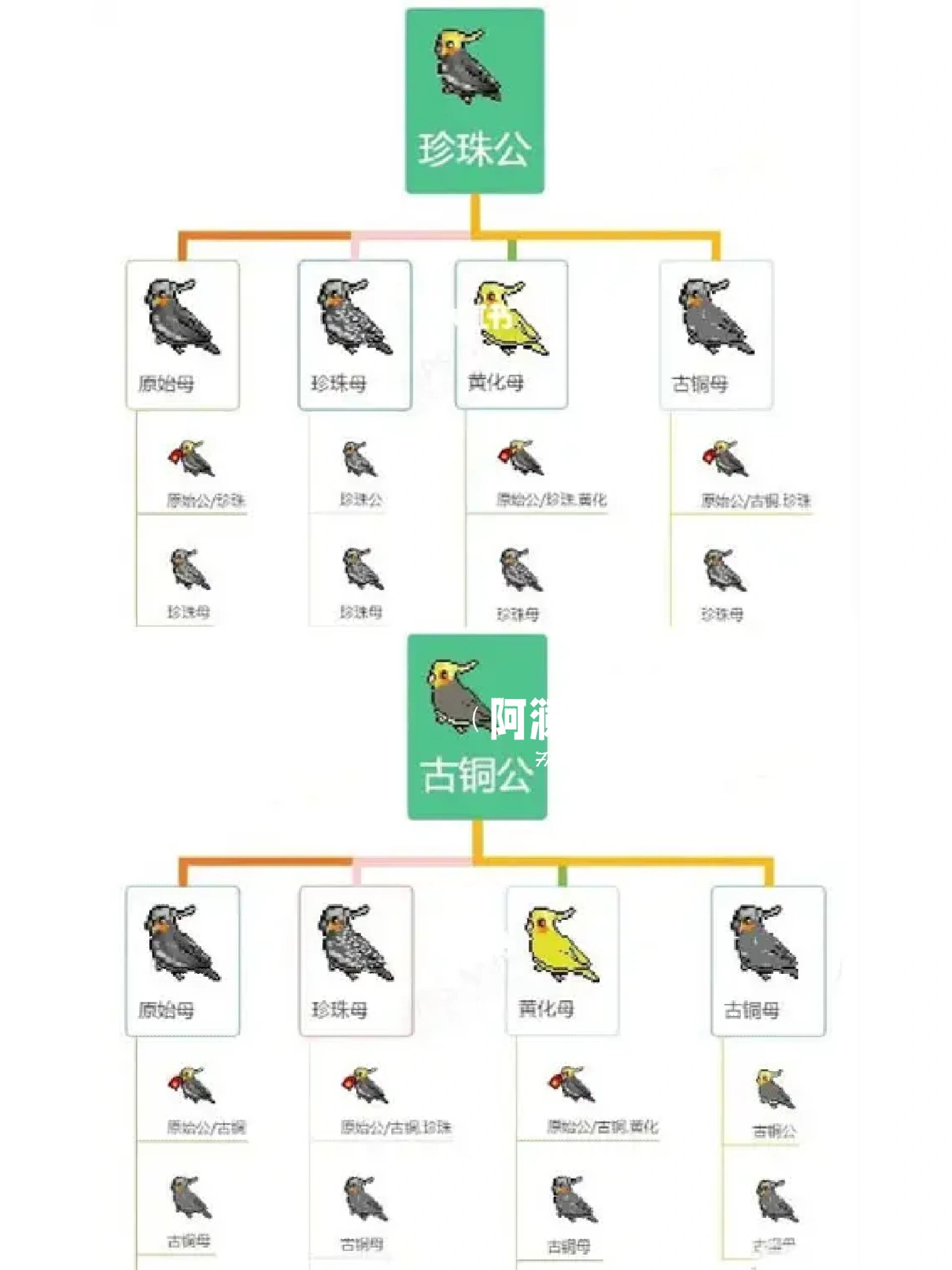 玄凤鹦鹉繁殖表配对表后代表