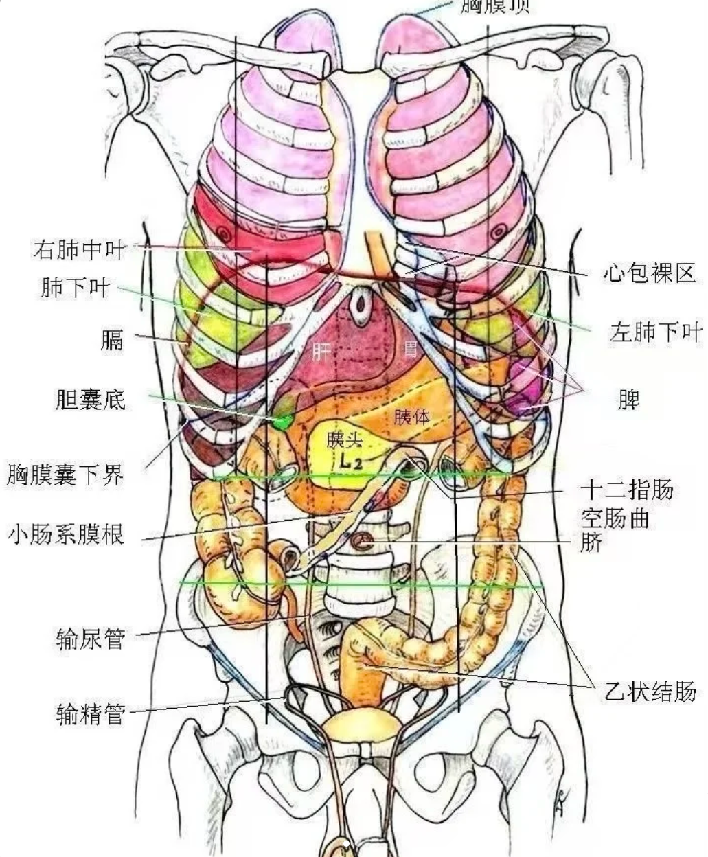 人体右侧内脏主要包括肝脏,胆囊,阑尾等器官