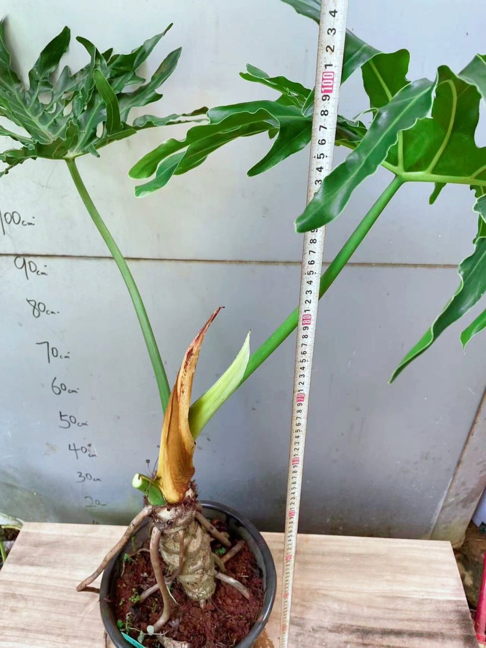 春羽龙鳞大老桩,捡漏一颗 春羽龙鳞,一物一拍,这颗高度1m左右,龙鳞高