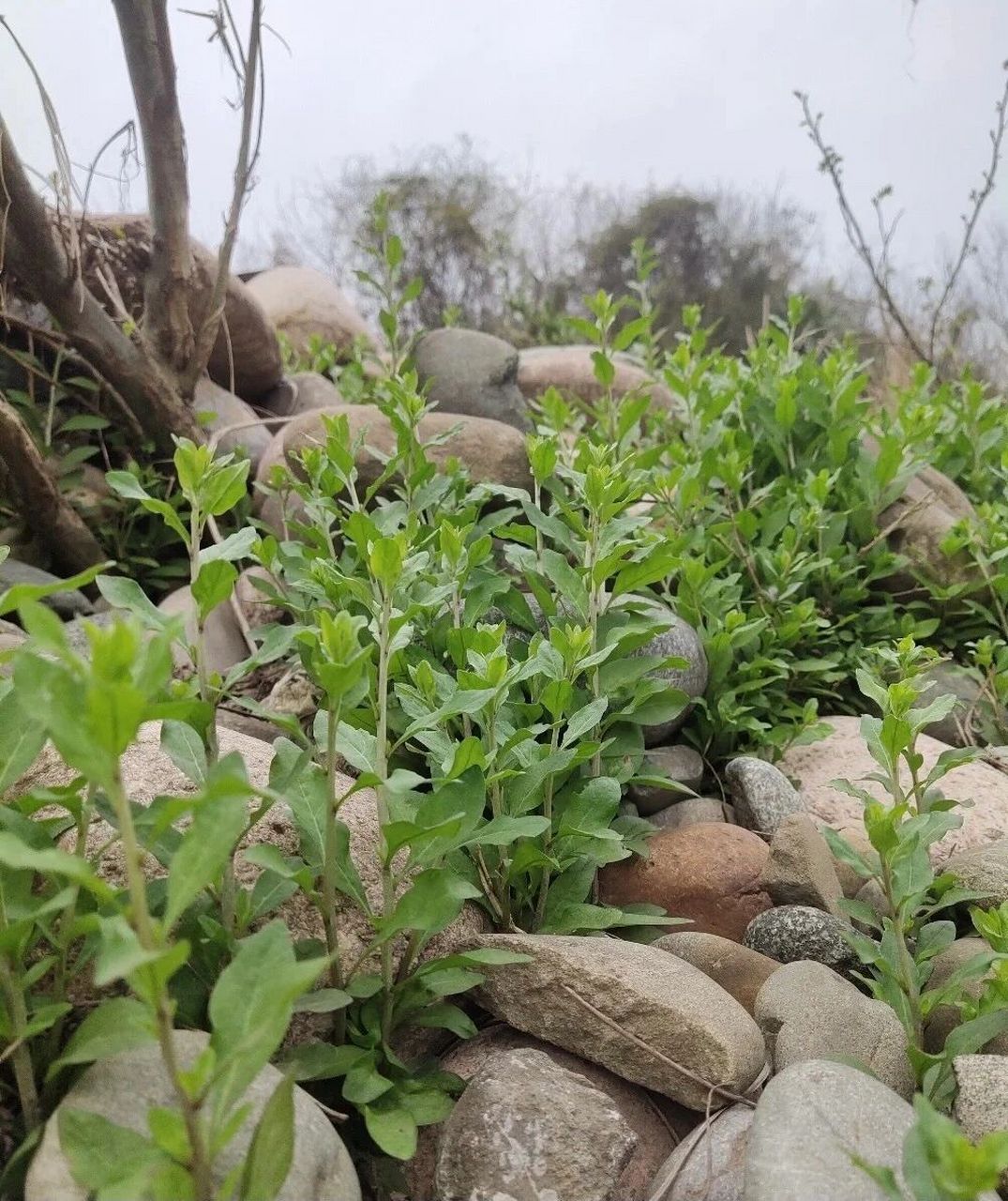 枸杞叶 宁夏枸杞是最地道的产地 枸杞植株的枝条比较