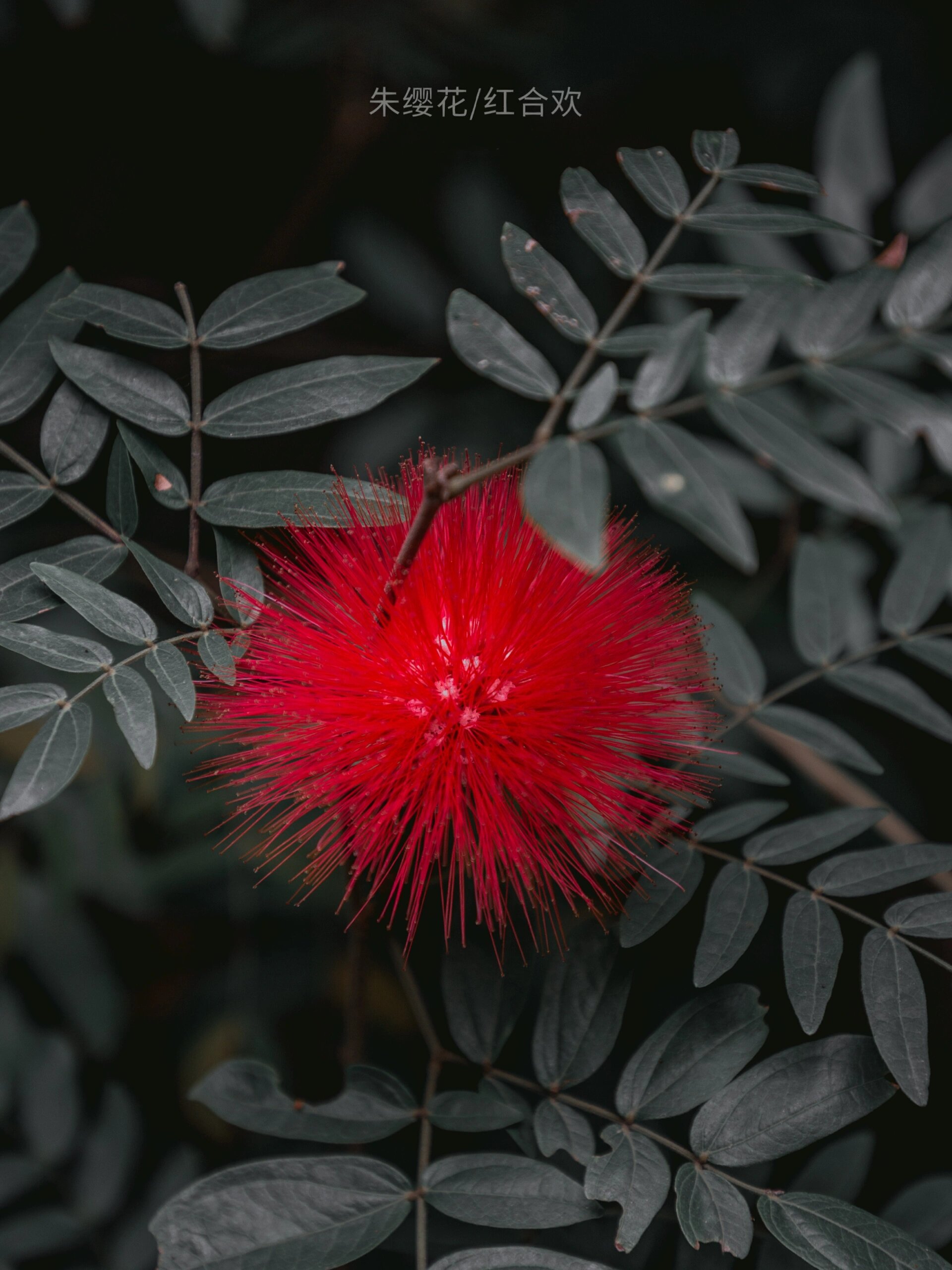 喜庆的朱缨花 | 花如丝灵动,叶如羽飘逸 朱缨花又名美蕊花,美洲合欢