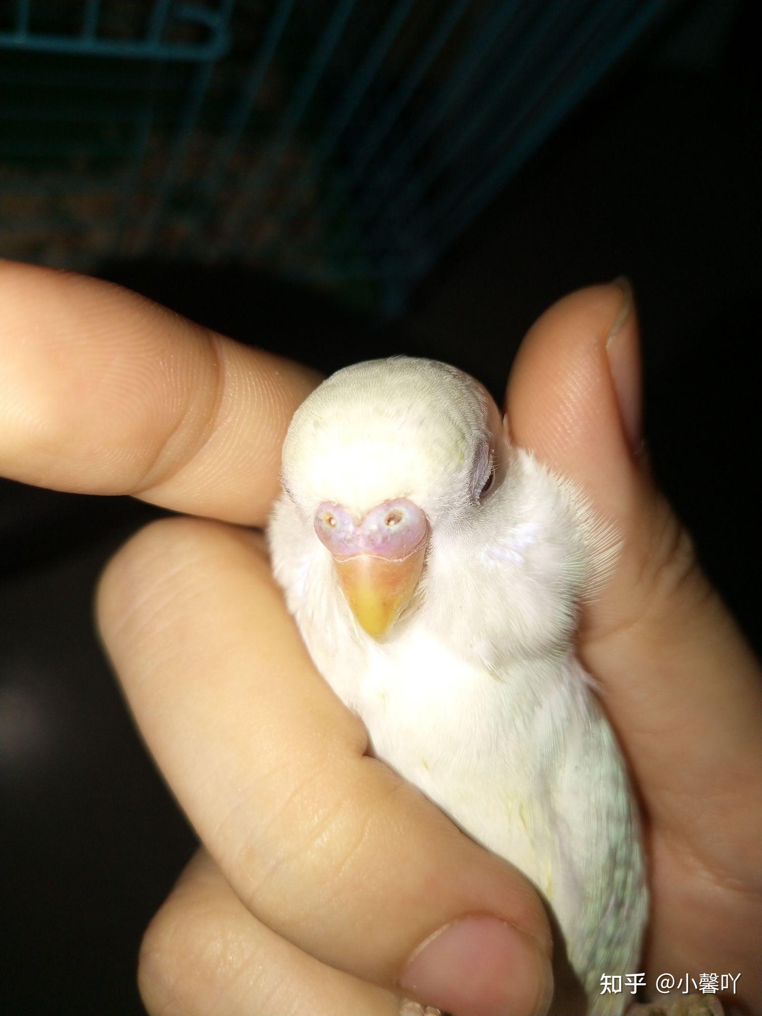 白化红眼虎皮鹦鹉怎么判断公母