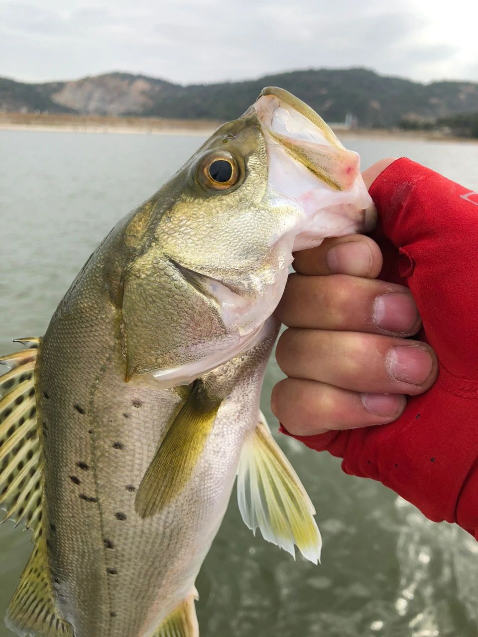 路亚七星鲈/海鲈鱼,教程笔记 七星鲈为广盐性鱼类,可生活在海水或者