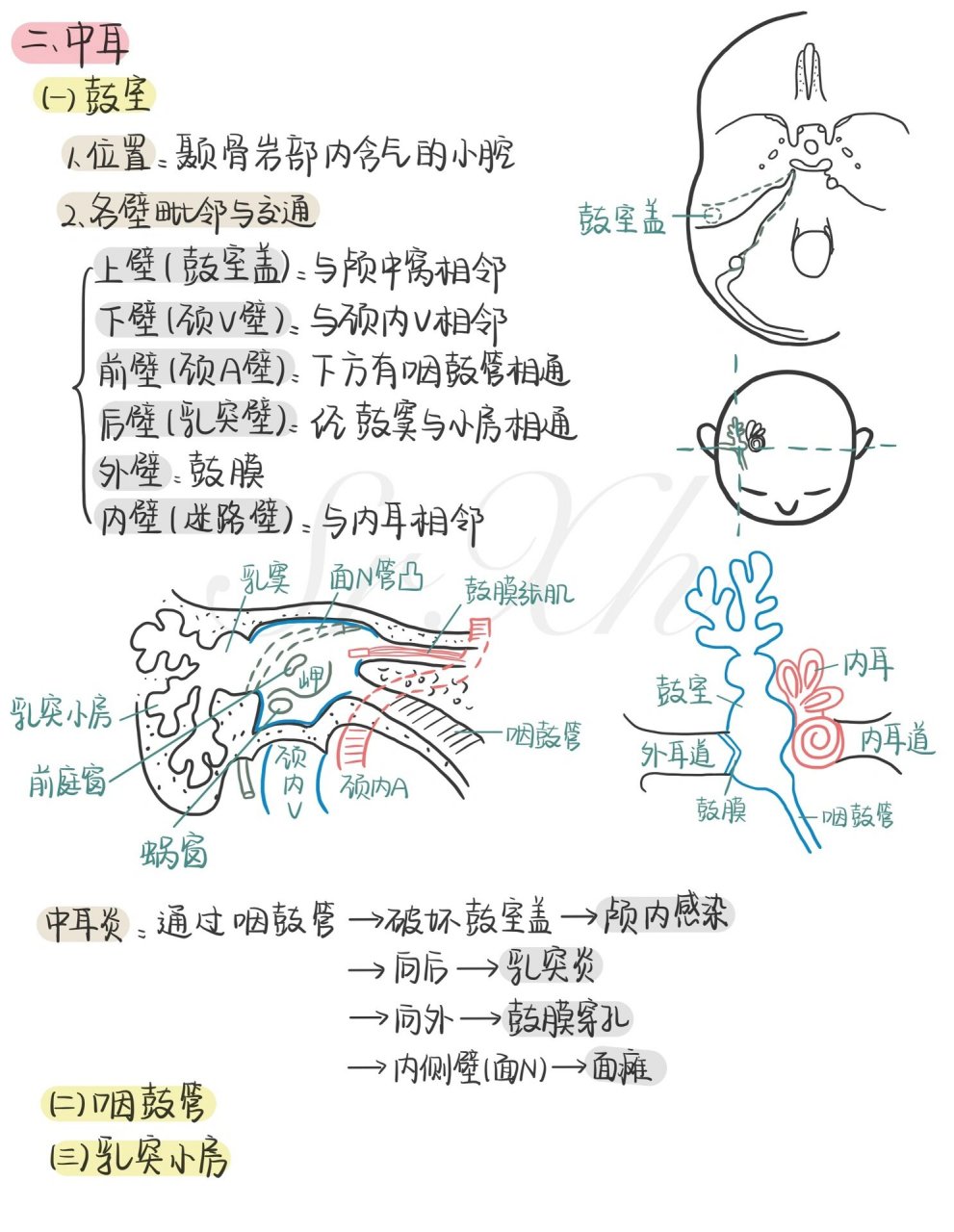 前庭蜗器的解剖结构图图片