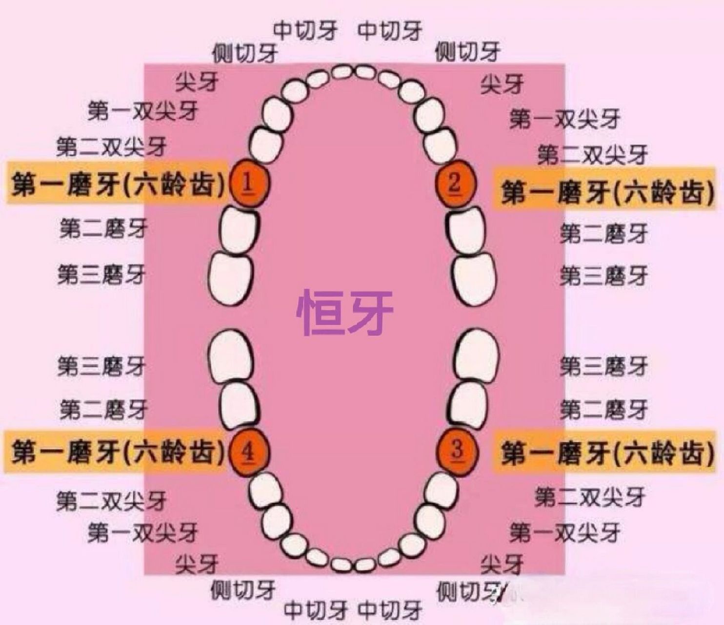 牙齿长出的先后顺序图图片