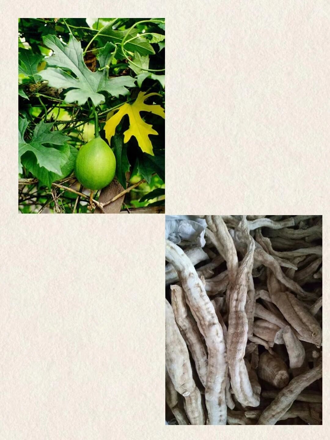 每天懂一味中药材:天花粉