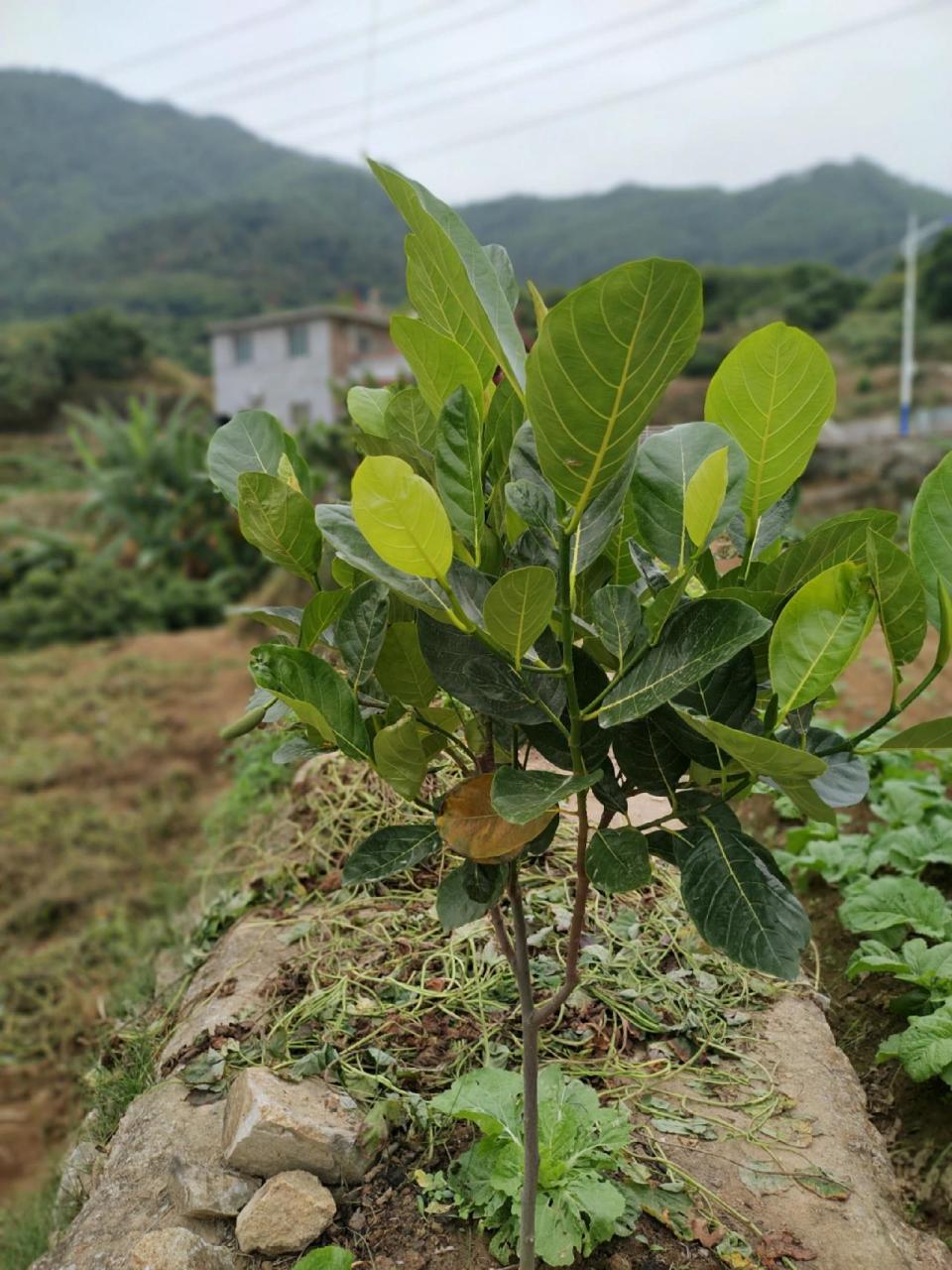 菠萝蜜树长这样! 第一次见菠萝蜜树98