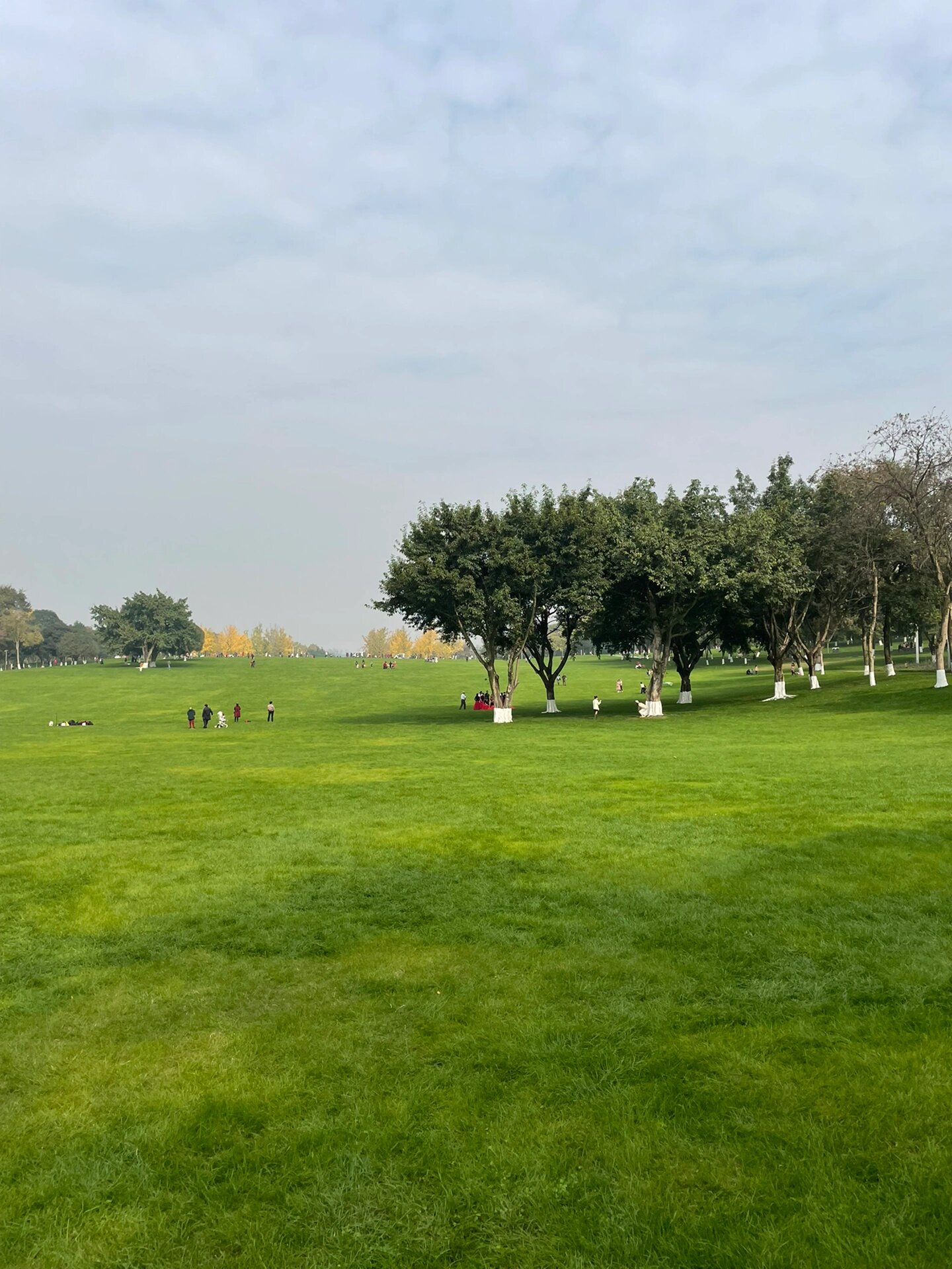 28中央公园阳光大草坪开放了! 11.