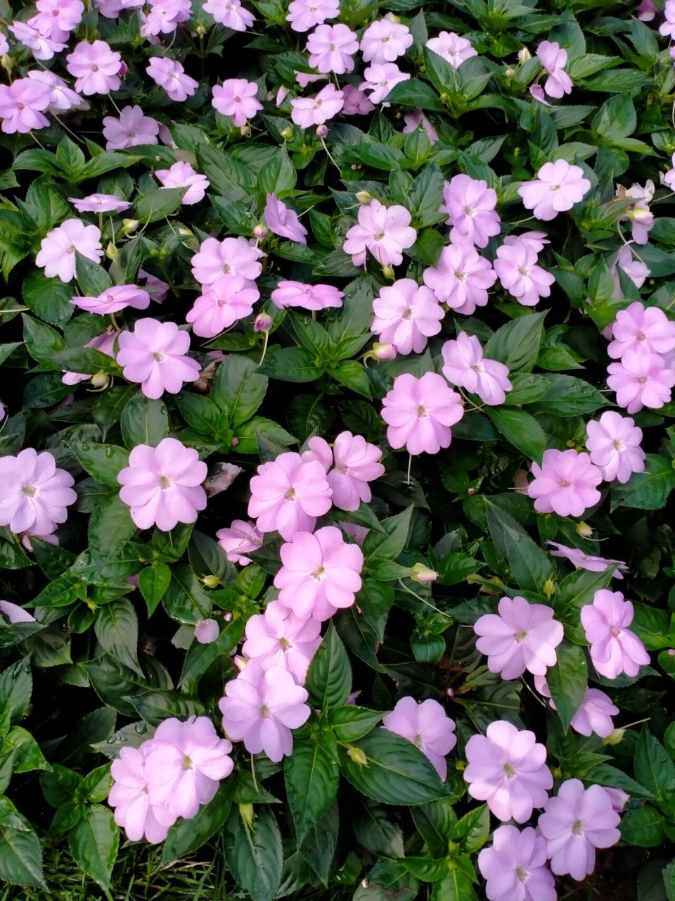 苏丹凤仙花 今天拍了一组娇嫩可爱的花,苏丹凤仙花,花语就是娇嫩可爱.