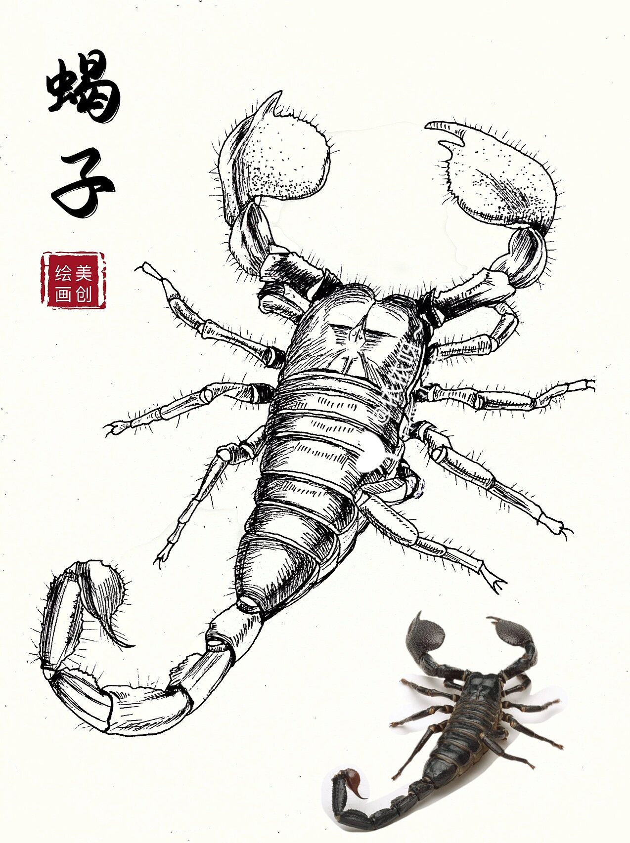 美术课程|线描蝎子0415 节肢动物|动物线描