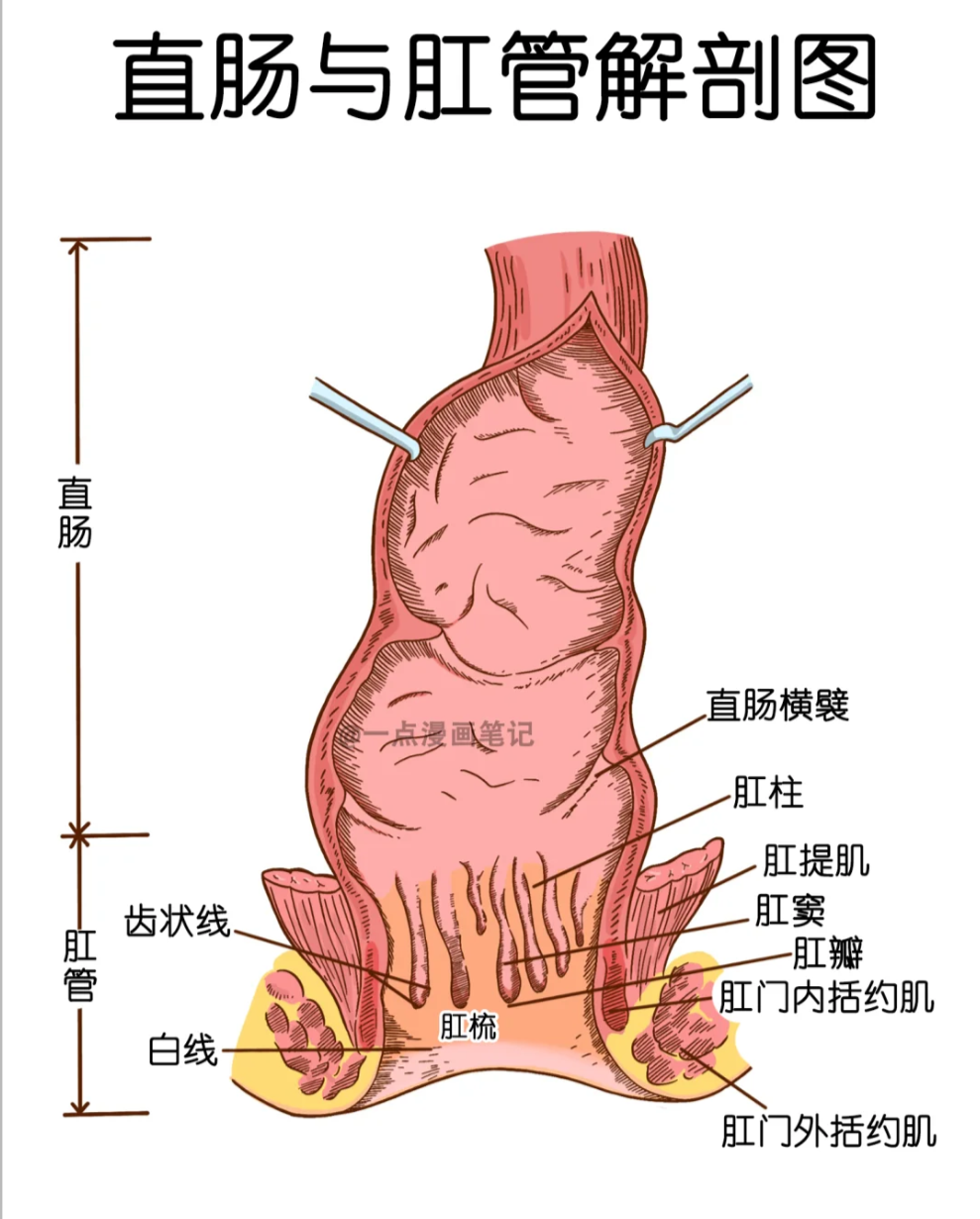 所以距离肛门3厘米以内的部分属于肛管,3