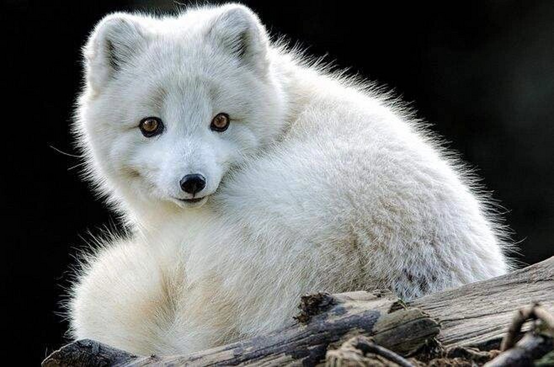 北极狐arctic fox图片分享