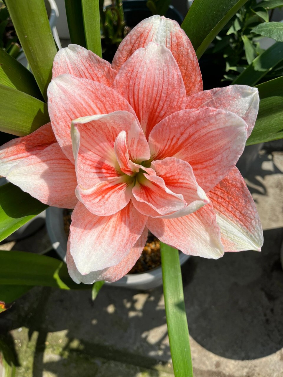 一年开两季的朱顶红:粉色荣耀 live图直出啦!