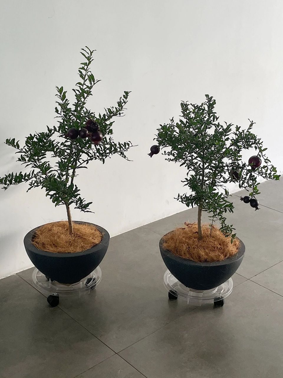 宇宙级可爱的「紫玉石榴」盆栽 让人感受到精致的mini石榴 像一颗颗