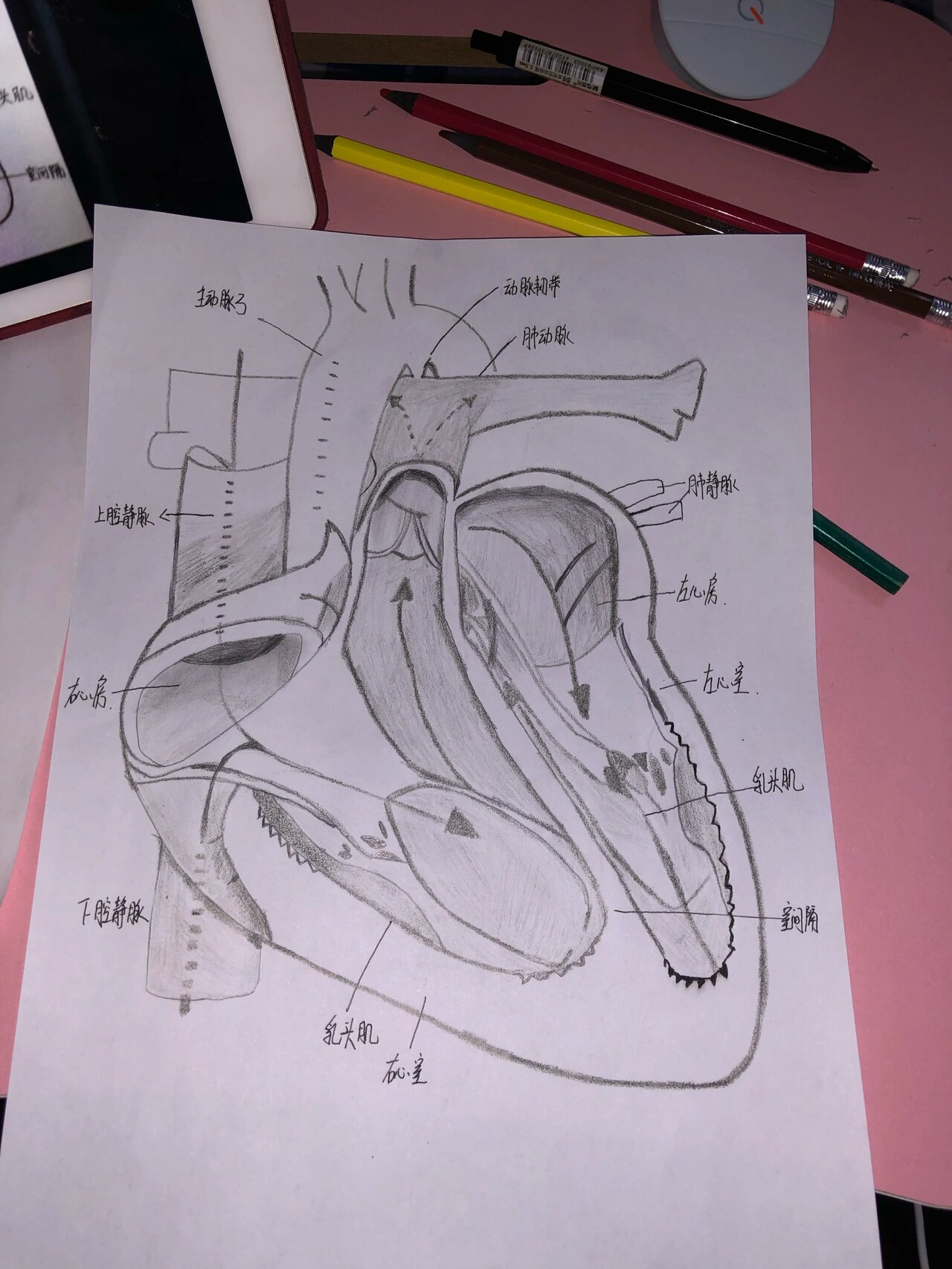 解剖手绘图 医学生 如果学校有解剖手绘大赛 可以尝试画一下这个还是