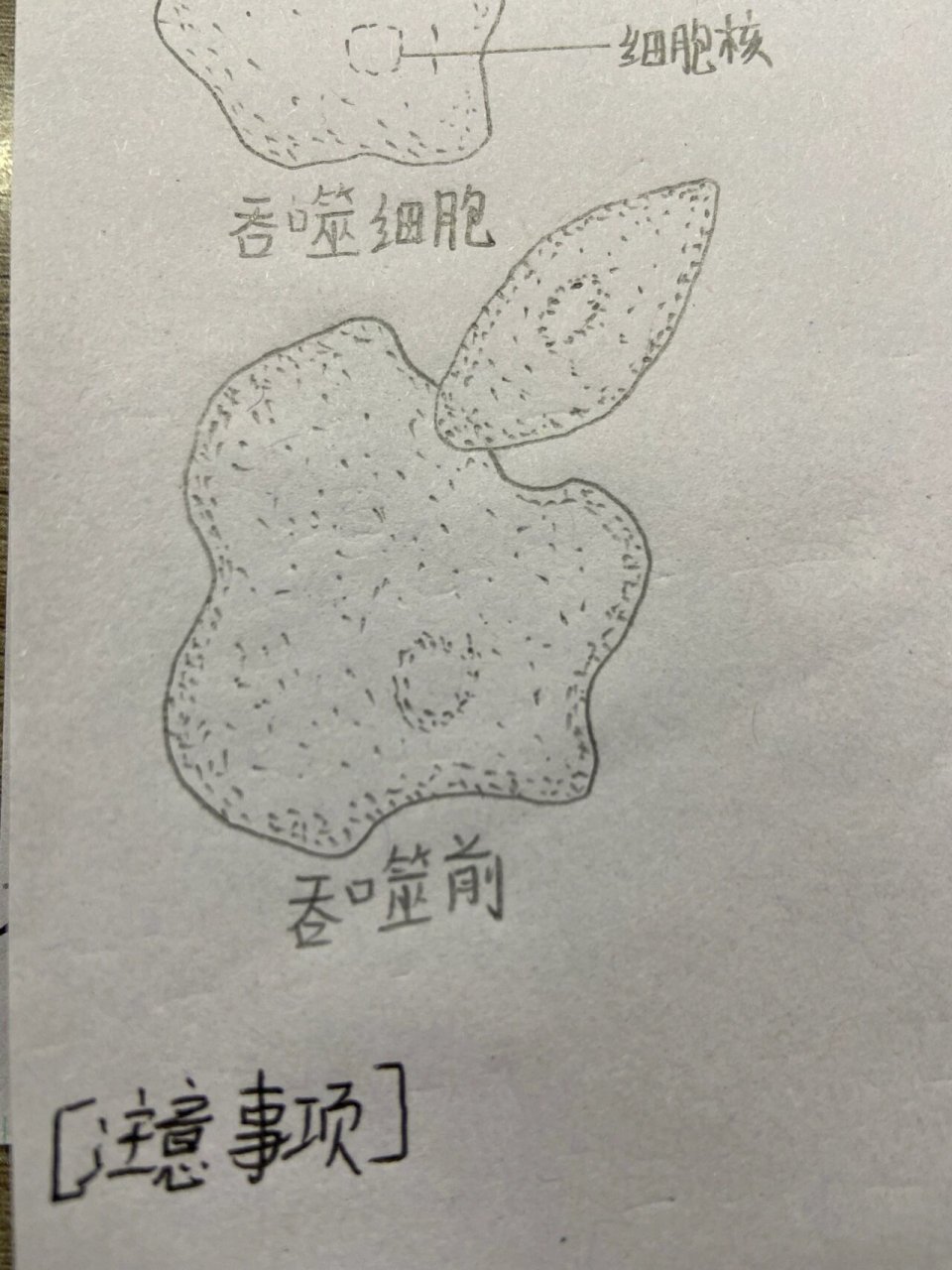 鸡血细胞结构图图片