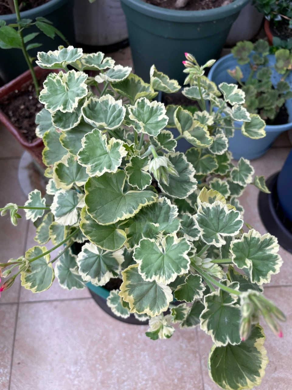 阳台花园|银边天竺葵 这一盆是邻居家没养好,放来我家抢救的,刚拿来的