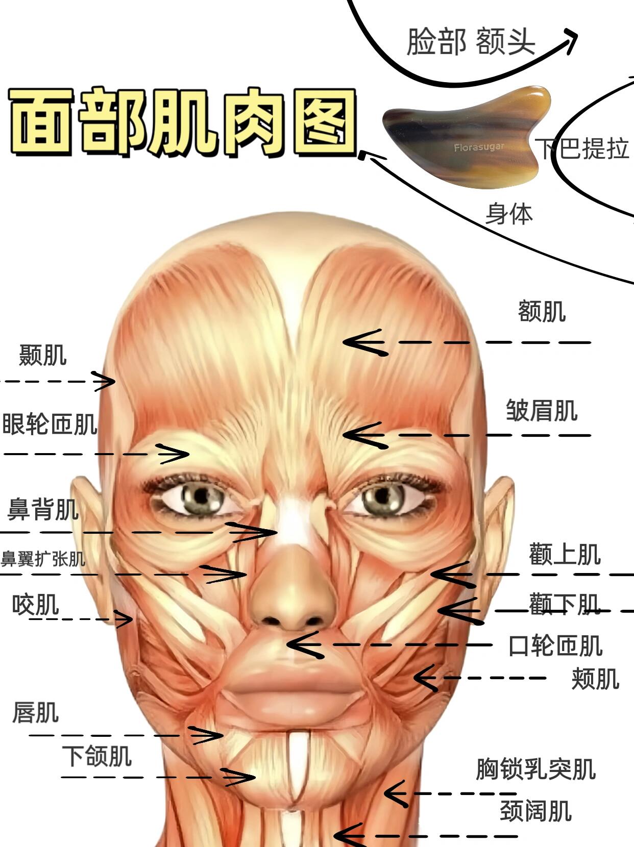 皱眉肌凸起图片图片