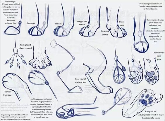 绘画参考素材0202不同动物的爪子 67676767