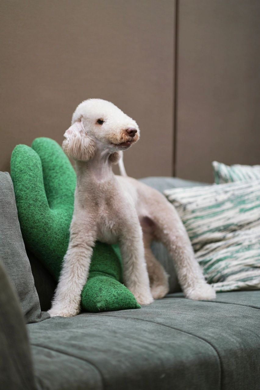 95很多家长都在问我肉肉的贝灵顿造型是在哪里剪的,在这里我想说