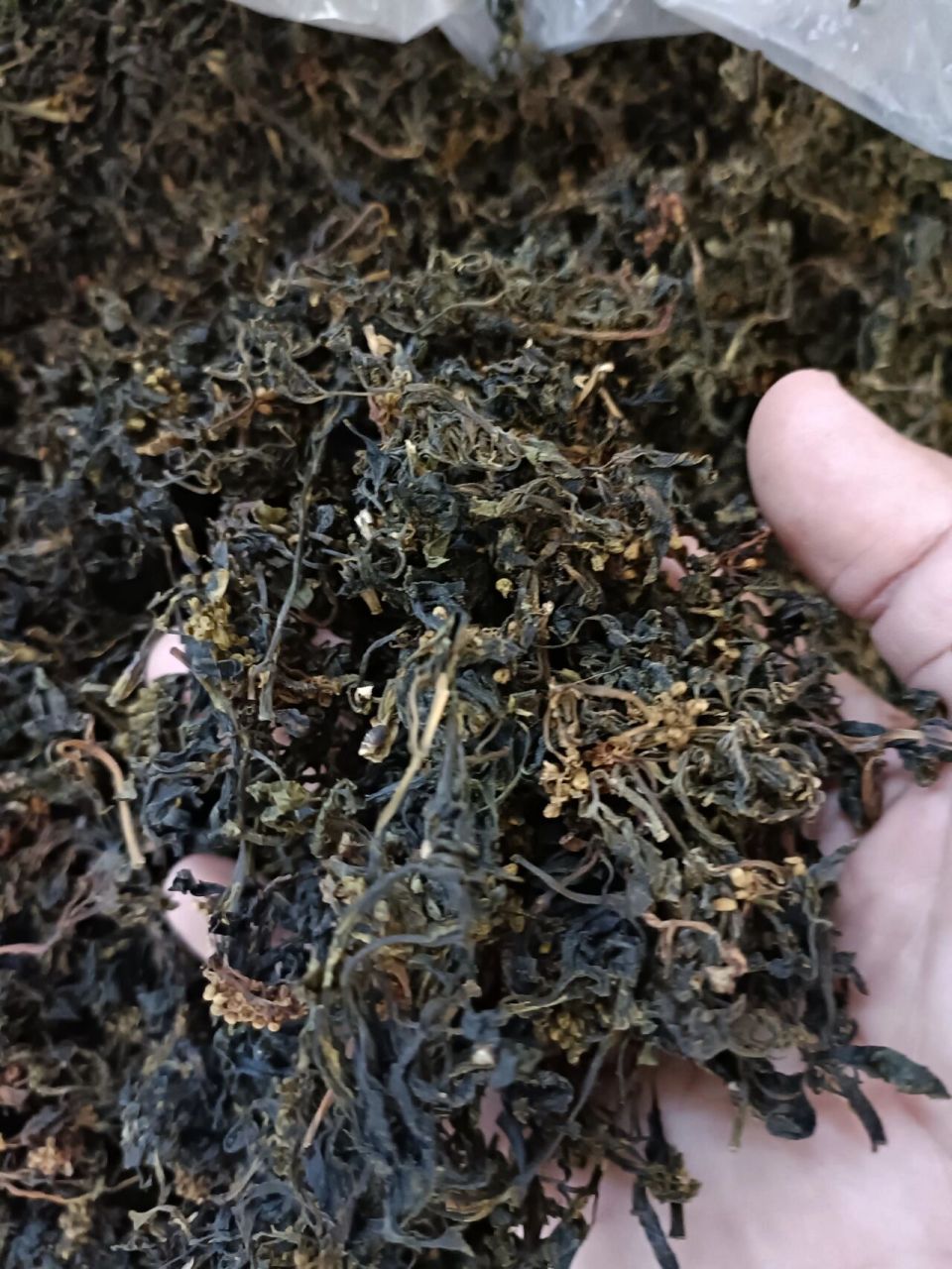 大山里采摘的野生花儿菜将军菜,土特产干货