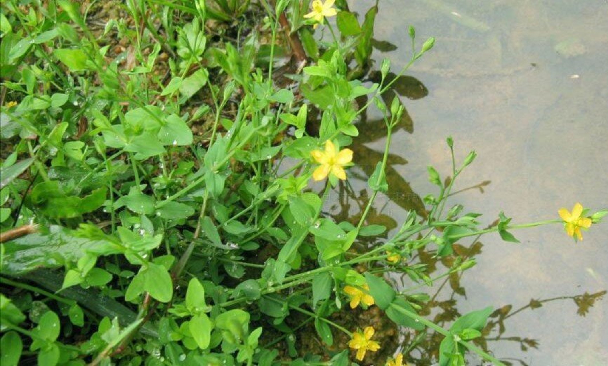 黄花仔 别名:黄花草(登海),千打槌(海丰),四稔槌(普宁),七寸金(南澳)