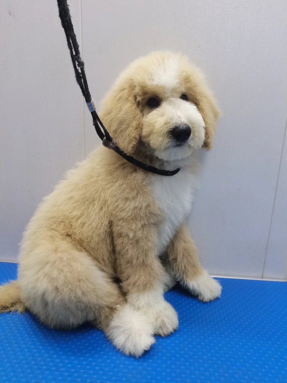 香槟色巨贵犬三个月 给小狗狗的爱太多 对大狗狗的爱就少了😭 💙