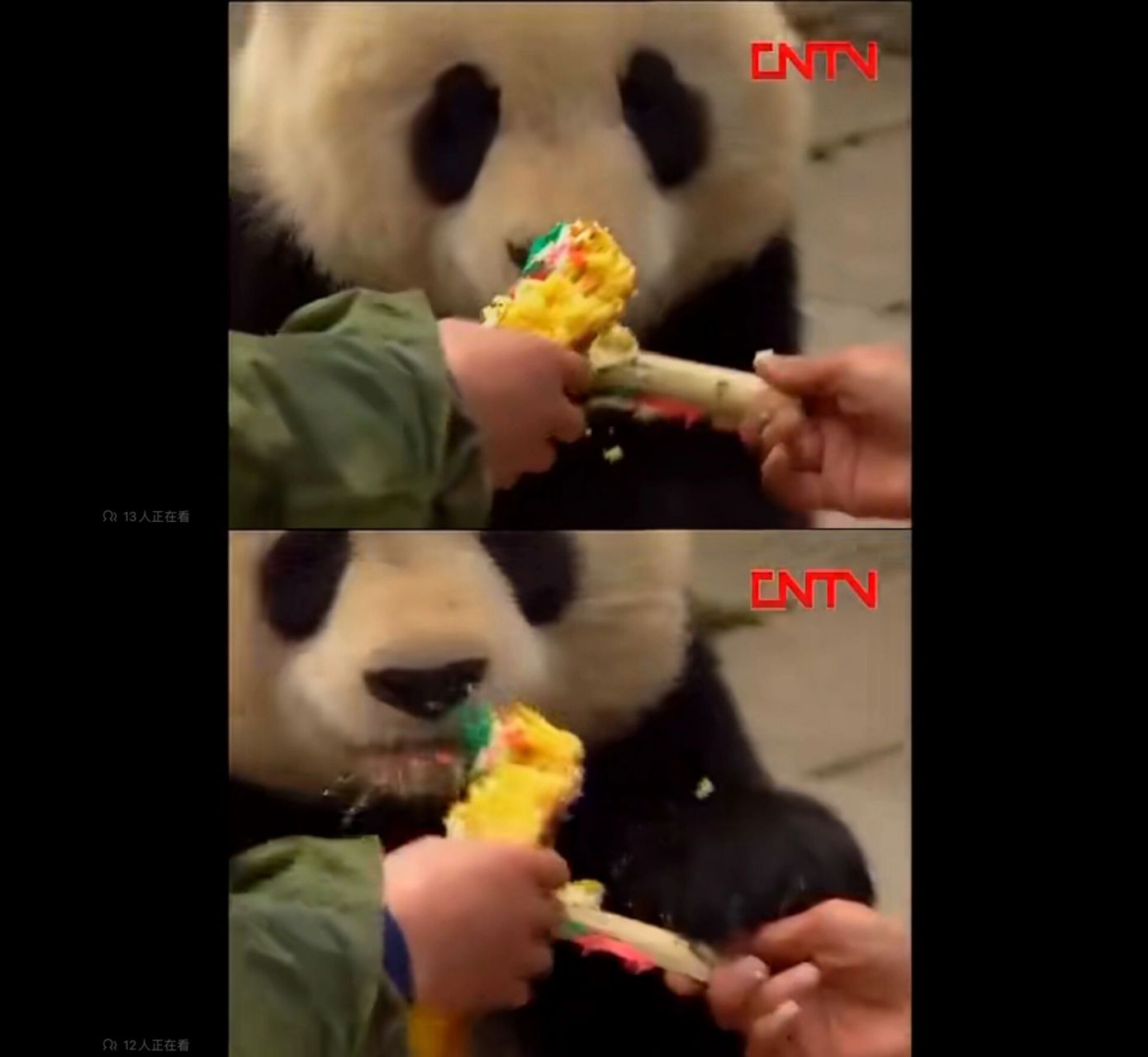谁懂啊,大熊猫高高纪录片《回家》把我看哭了 值得一看的94纪录片