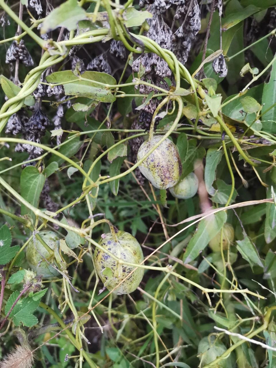 猴仙丹藤草药图片图片