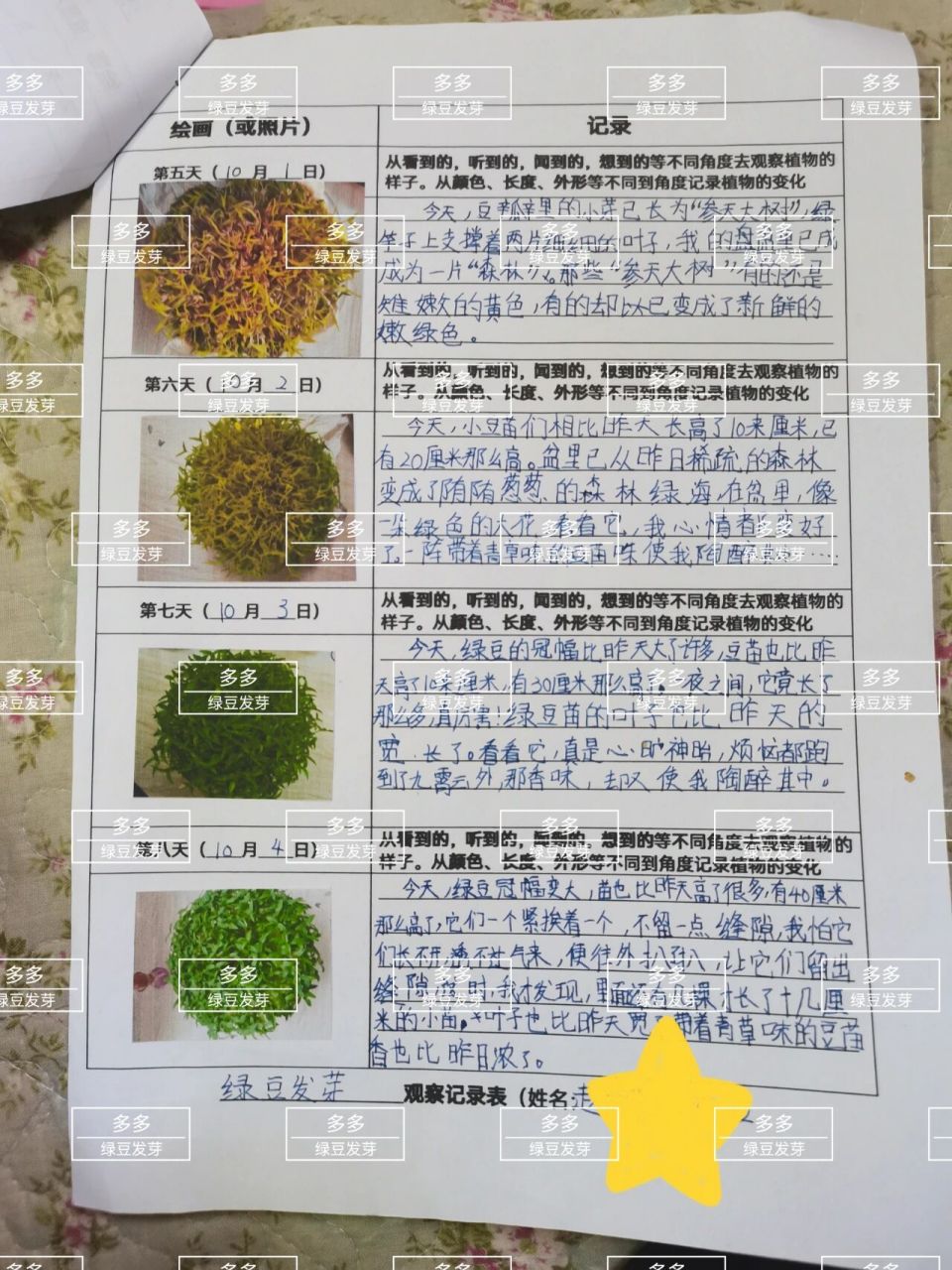 绿豆发芽记录表 表格图片