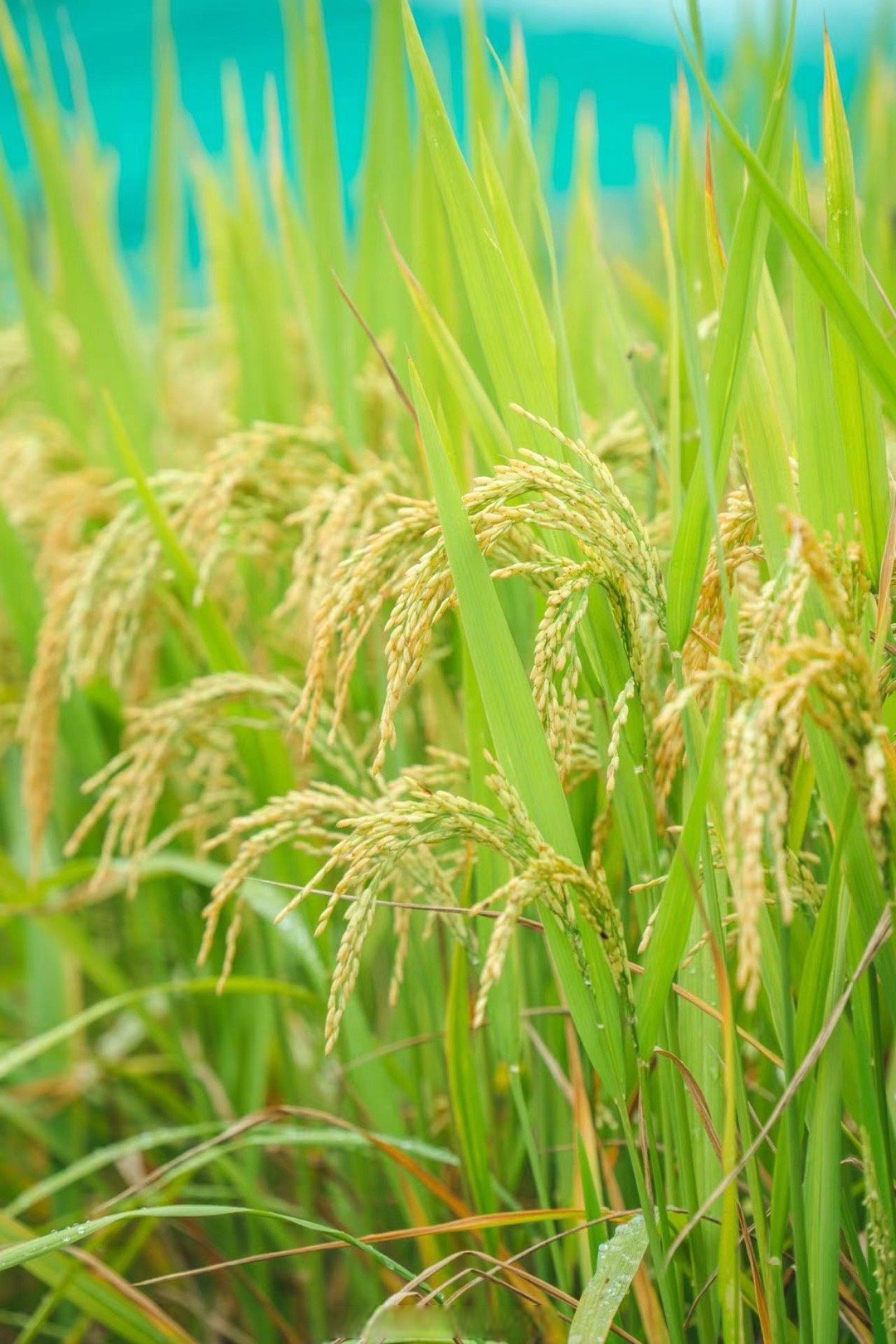 水稻产量第一大省完成水稻“全粒使用”