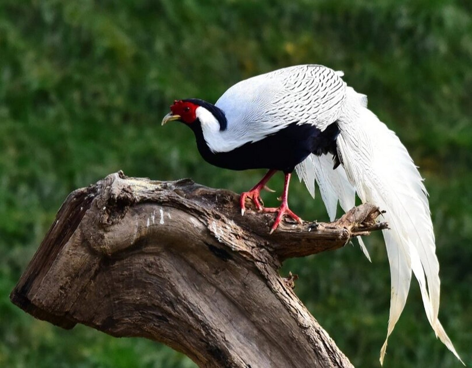 白鹇——我的白色长尾服 简单介绍下,我们是雉科鹇属鸟类.