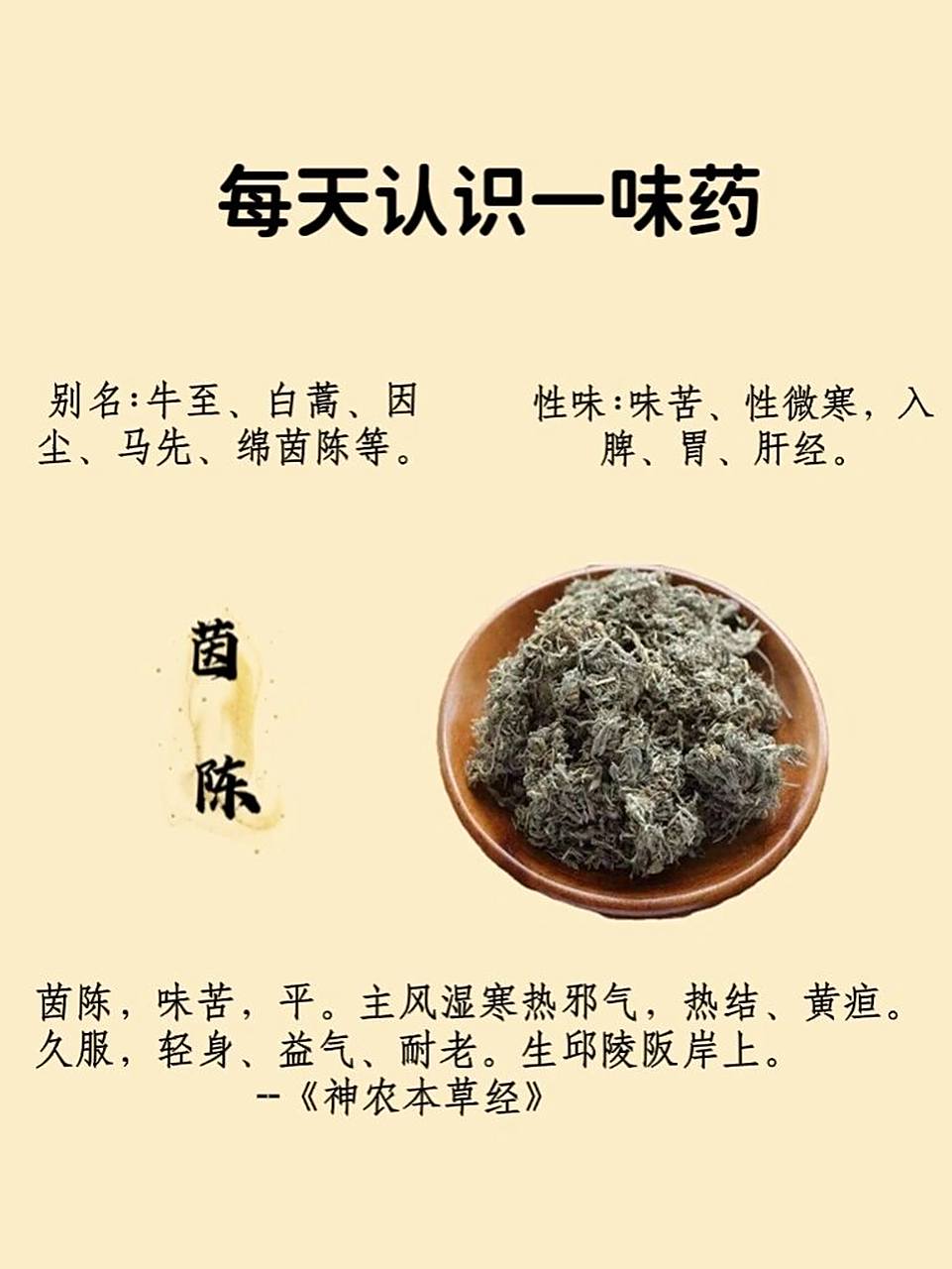 每天认识一味药--茵陈 7515功效与作用 茵陈是一种中药材,药性苦