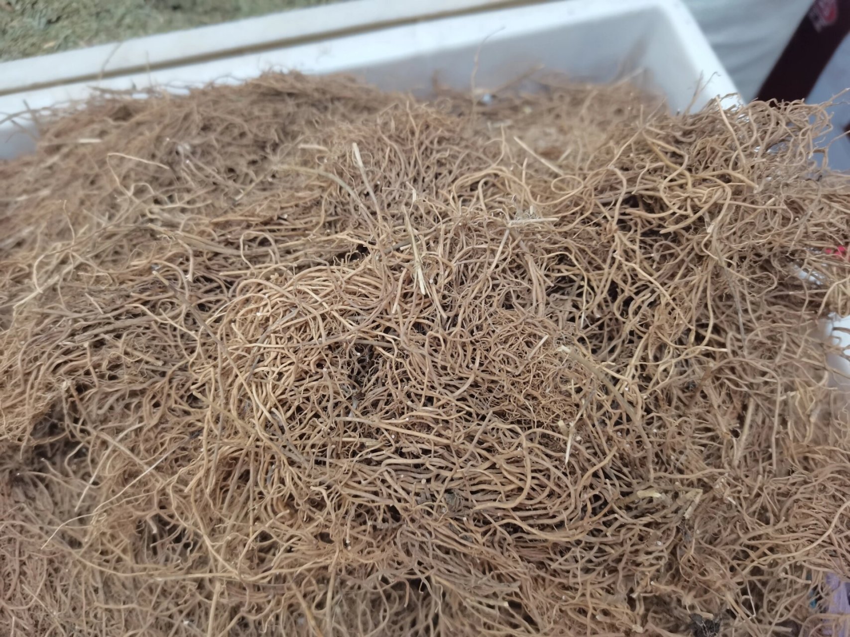 中草药,徐长卿 中药材徐长卿 别名:寮刁竹,逍遥竹,遥竹逍,瑶山竹,了