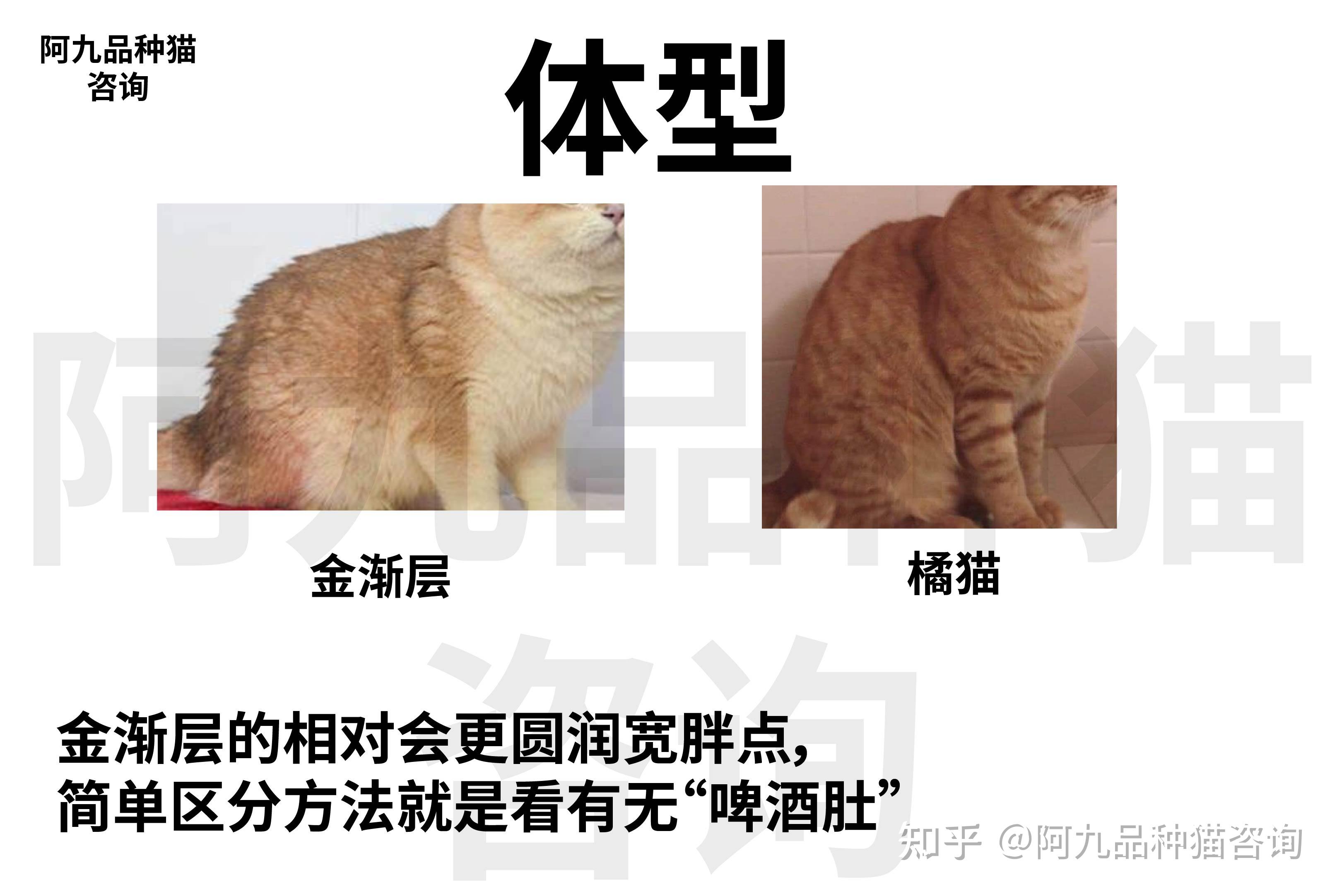 金渐层和橘猫如何区分金渐层和橘猫混血怎么判断金渐层串橘猫金渐层跟