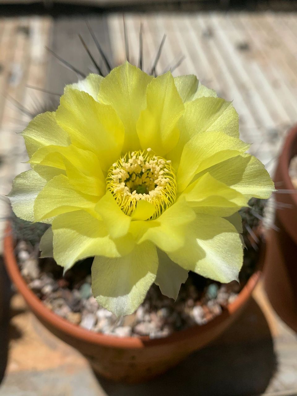 家里的仙人球系列,养花之人永远不只是单一