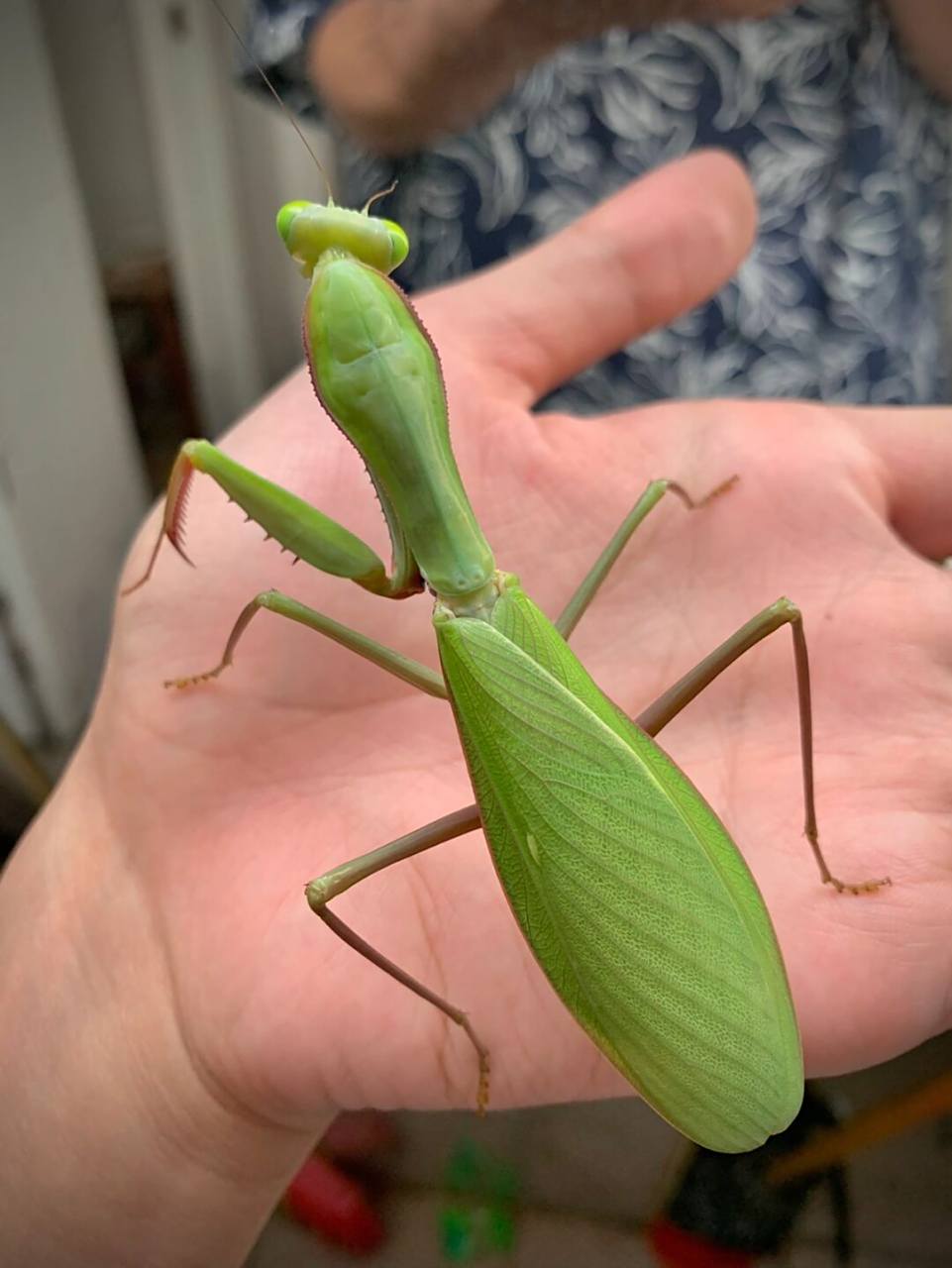 绿绿的澳洲斧螳～ 一只大个头的澳宽,大螳螂手感真好[偷笑]#昆虫