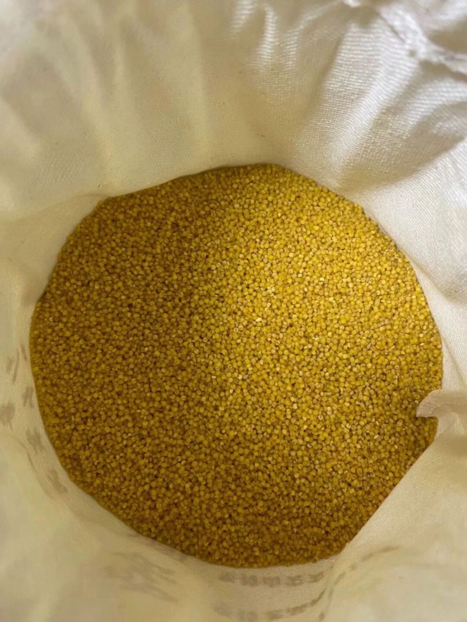 小米炒一炒,养胃真的好 做法非常简单: 炒小米,翻炒到微微焦黑,不要怕