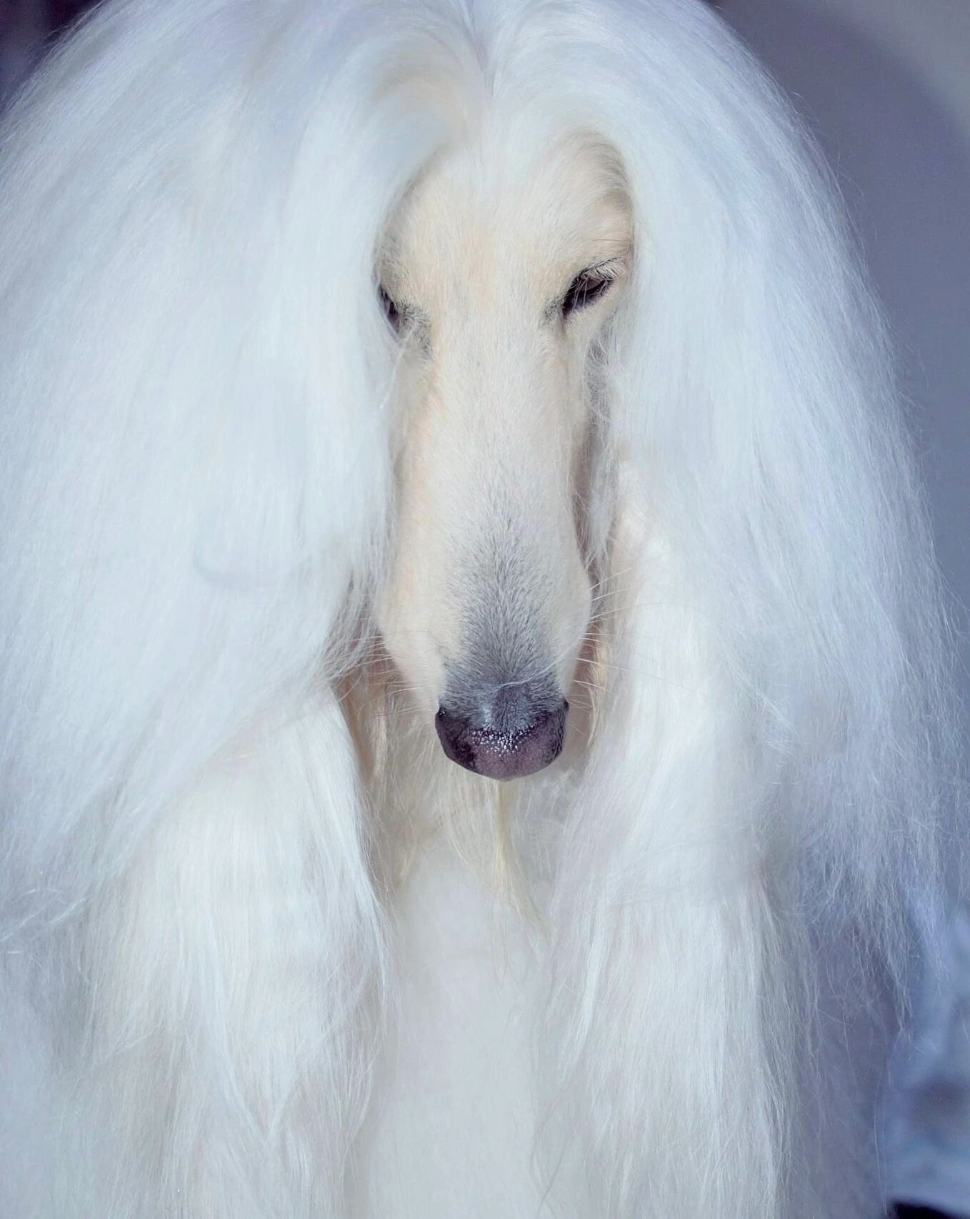 优雅的白色阿富汗猎犬