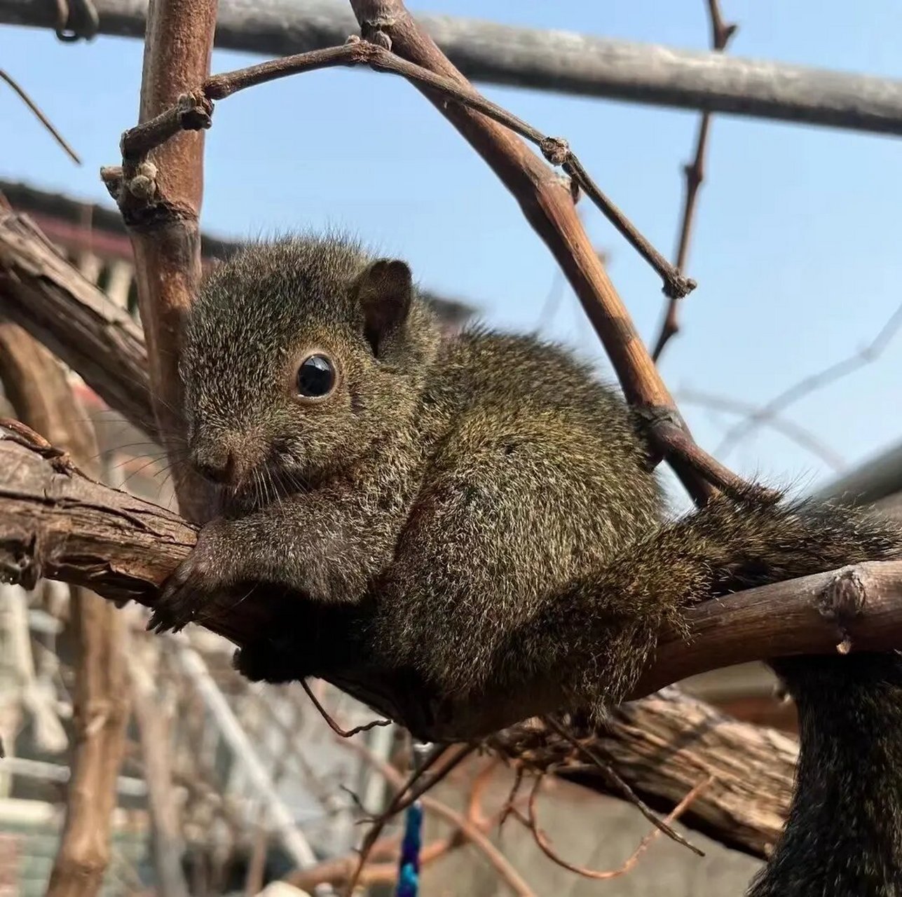 科普,红腹松鼠 红腹松鼠和黄山松鼠同属于"赤腹松鼠",体长17-20cm,吻