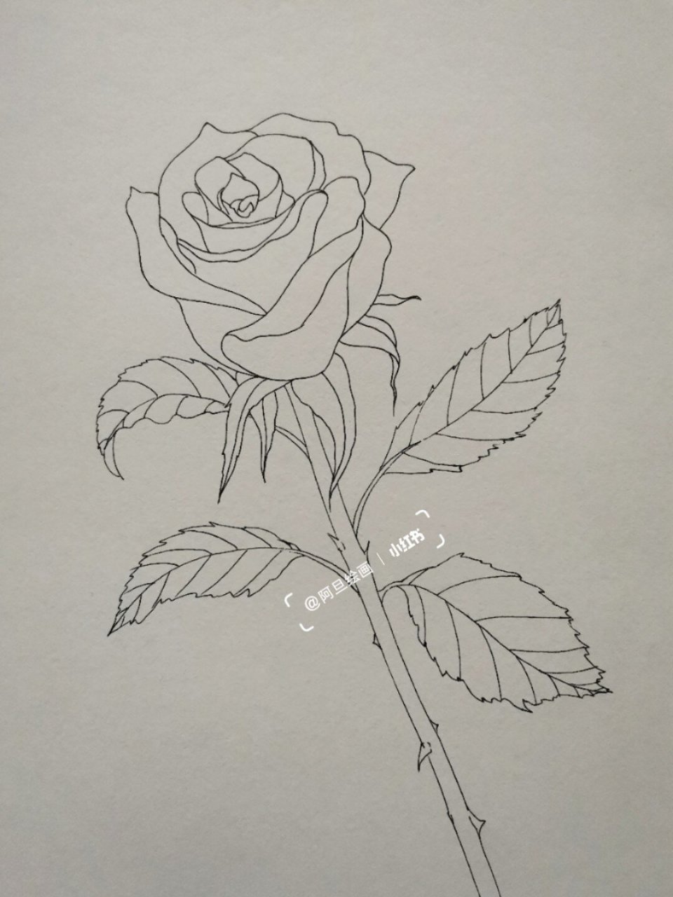 彩铅画月季花 作画工具: ----博格利诺素描本 ----针管笔0.