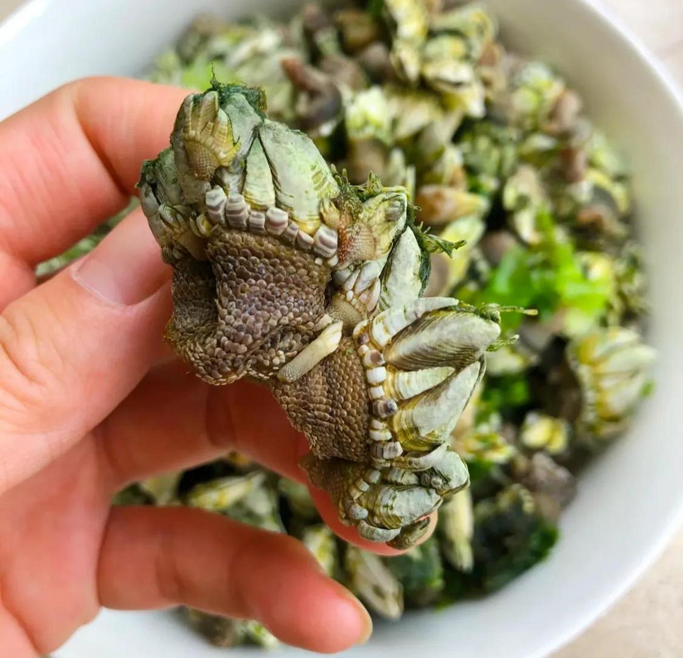 这种海鲜广东本地叫狗爪螺,清蒸,白灼蘸,用大火快熟蒸熟,肉质非常嫩